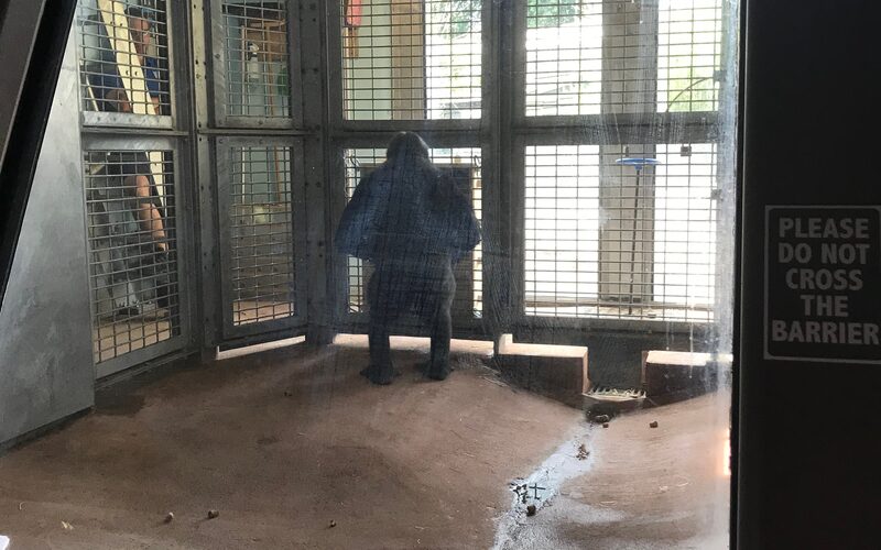 A zoo-housed gorilla